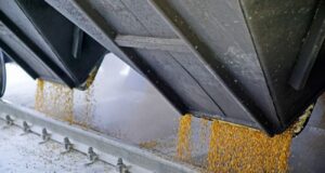 В Україні викрито корупційну схему в Державній продовольчо-зерновій корпорації Тисячі тон зерна “сплили” в Ірані й Єгипті: НАБУ викрило масштабну корупційну схему