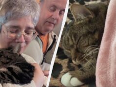 Кіт повернувся додому через 4 роки після складного порятунку Кіт-повернувся-додому-через-4-роки-після-складного-порятунку