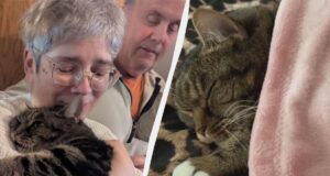 Кіт повернувся додому через 4 роки після складного порятунку Кіт-повернувся-додому-через-4-роки-після-складного-порятунку