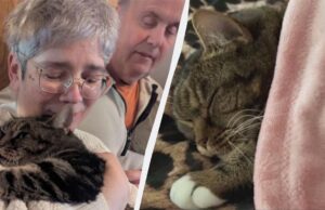 Кіт повернувся додому через 4 роки після складного порятунку Кіт-повернувся-додому-через-4-роки-після-складного-порятунку