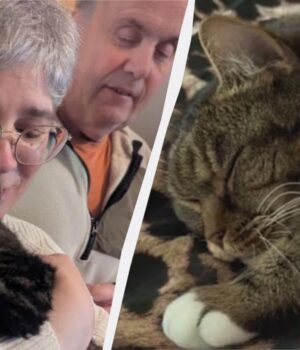 Кіт-повернувся-додому-через-4-роки-після-складного-порятунку