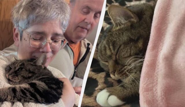 Кіт повернувся додому через 4 роки після складного порятунку Кіт-повернувся-додому-через-4-роки-після-складного-порятунку