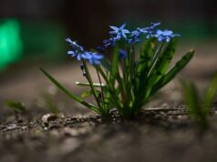 Похолодання і дощі накриють Україну: де зіпсується погода 3 квітня Похолодання-і дощі-накриють-Україну:-де зіпсується-погода-3 квітня