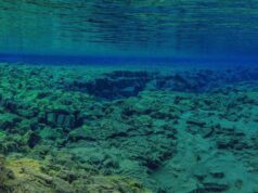 Золоті яйця на дні океану спантеличили вчених: що це таке Золоті-яйця-на-дні-океану-спантеличили-вчених:-що-це-таке