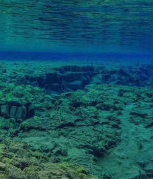 Золоті-яйця-на-дні-океану-спантеличили-вчених:-що-це-таке