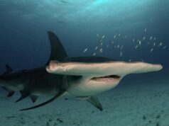 Вчені відстежили 9 великих акул-молотів біля берегів США: що вони виявили Вчені-відстежили-9-великих-акул-молотів-біля-берегів-США:-що-вони-виявили