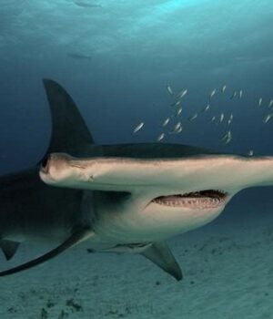 Вчені-відстежили-9-великих-акул-молотів-біля-берегів-США:-що-вони-виявили