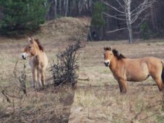Жеребець пильнує: у районі Чорнобиля помітили сімейство рідкісних коней Жеребець-пильнує:-у-районі-Чорнобиля-помітили-сімейство-рідкісних-коней