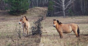 Жеребець пильнує: у районі Чорнобиля помітили сімейство рідкісних коней Жеребець-пильнує:-у-районі-Чорнобиля-помітили-сімейство-рідкісних-коней