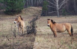 Жеребець пильнує: у районі Чорнобиля помітили сімейство рідкісних коней Жеребець-пильнує:-у-районі-Чорнобиля-помітили-сімейство-рідкісних-коней