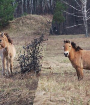 Жеребець-пильнує:-у-районі-Чорнобиля-помітили-сімейство-рідкісних-коней