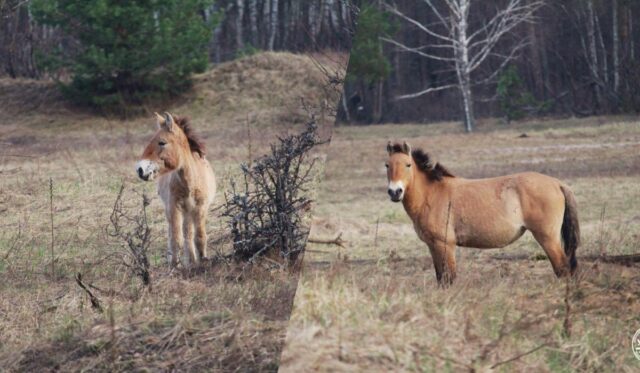 Жеребець пильнує: у районі Чорнобиля помітили сімейство рідкісних коней Жеребець-пильнує:-у-районі-Чорнобиля-помітили-сімейство-рідкісних-коней