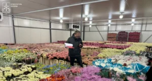 Квітковий бізнес в Одесі приховав понад 10 млн грн податків Квітковий бізнес в Одесі приховав понад 10 млн грн податків