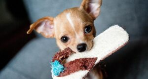 Ветеринари назвали 8 сигналів, якими собака каже “я тебе люблю” Ветеринари-назвали-8-сигналів,-якими-собака-каже-“я-тебе-люблю”