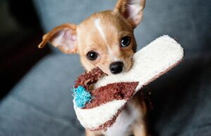 Ветеринари назвали 8 сигналів, якими собака каже “я тебе люблю” Ветеринари-назвали-8-сигналів,-якими-собака-каже-“я-тебе-люблю”