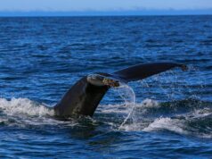 Трагедія в Балтиці: врятувати горбатого кита біля берегів Німеччини не вдалося Трагедія-в-Балтиці:-врятувати-горбатого-кита-біля-берегів-Німеччини-не-вдалося