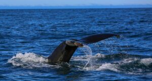 Трагедія в Балтиці: врятувати горбатого кита біля берегів Німеччини не вдалося Трагедія-в-Балтиці:-врятувати-горбатого-кита-біля-берегів-Німеччини-не-вдалося