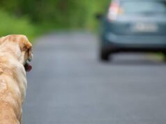 Біля Луцька водій ВАЗа збив на смерть пса і втік. Його розшукали і судили Біля-Луцька-водій-ВАЗа-збив-на-смерть-пса-і-втік.-Його-розшукали-і-судили