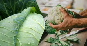 Звичайна капуста проти цвітної: експерти порівняли два овочі та назвали їхні переваги Звичайна-капуста-проти-цвітної:-експерти-порівняли-два-овочі-та-назвали-їхні-переваги