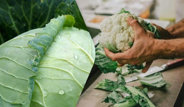 Звичайна капуста проти цвітної: експерти порівняли два овочі та назвали їхні переваги Звичайна-капуста-проти-цвітної:-експерти-порівняли-два-овочі-та-назвали-їхні-переваги