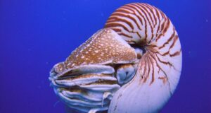 Старші за динозаврів і ховаються в океані: вчені розкрили таємницю “живих скам’янілостей” Старші-за-динозаврів-і-ховаються-в-океані:-вчені-розкрили-таємницю-“живих-скам’янілостей”