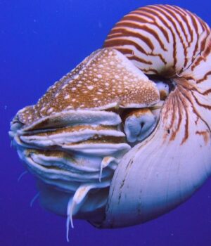 Старші-за-динозаврів-і-ховаються-в-океані:-вчені-розкрили-таємницю-“живих-скам’янілостей”