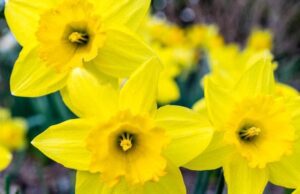 День ангела 5 квітня: кого та як вітати з іменинами День-ангела-5 квітня:-кого-та як вітати-з іменинами