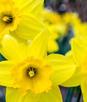 День-ангела-5 квітня:-кого-та як вітати-з іменинами День-ангела-5 квітня:-кого-та як вітати-з іменинами