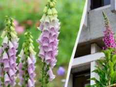 Красива садова квітка – одна з найотрутніших у світі, але вона назавжди змінила медицину Красива-садова-квітка-–-одна-з-найотрутніших-у-світі,-але-вона-назавжди-змінила-медицину