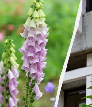 Красива-садова-квітка-–-одна-з-найотрутніших-у-світі,-але-вона-назавжди-змінила-медицину