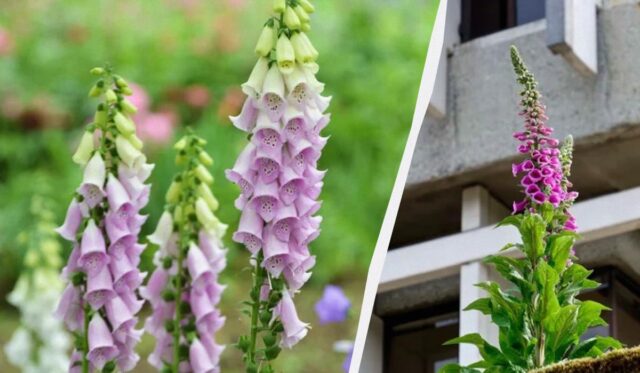 Красива садова квітка – одна з найотрутніших у світі, але вона назавжди змінила медицину Красива-садова-квітка-–-одна-з-найотрутніших-у-світі,-але-вона-назавжди-змінила-медицину