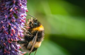 Волохаті музиканти: вчені виявили, що джмелі можуть відчувати та впізнавати ритм Волохаті-музиканти:-вчені-виявили,-що-джмелі-можуть-відчувати-та-впізнавати-ритм