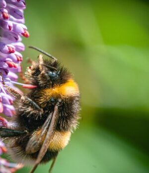 Волохаті-музиканти:-вчені-виявили,-що-джмелі-можуть-відчувати-та-впізнавати-ритм