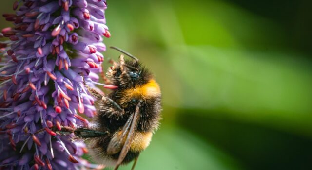 Волохаті музиканти: вчені виявили, що джмелі можуть відчувати та впізнавати ритм Волохаті-музиканти:-вчені-виявили,-що-джмелі-можуть-відчувати-та-впізнавати-ритм