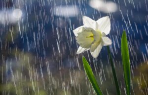 Новий тиждень в Україні розпочнеться з дощів Новий-тиждень-в-Україні-розпочнеться-з-дощів