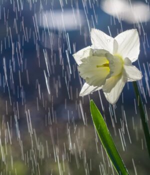 Новий-тиждень-в-Україні-розпочнеться-з-дощів