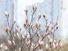 Прогноз погоди в Україні на передвеликодній тиждень: дощі та зниження температури В-Україні-з-початку-передвеликоднього-тижня-змінюватиметься-погода-–-синоптик-дала-прогноз