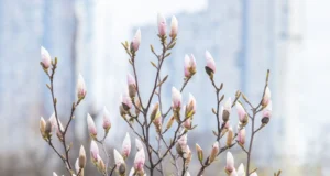 Прогноз погоди в Україні на передвеликодній тиждень: дощі та зниження температури В-Україні-з-початку-передвеликоднього-тижня-змінюватиметься-погода-–-синоптик-дала-прогноз