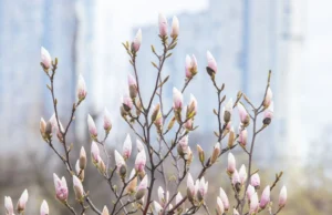 Прогноз погоди в Україні на передвеликодній тиждень: дощі та зниження температури В-Україні-з-початку-передвеликоднього-тижня-змінюватиметься-погода-–-синоптик-дала-прогноз