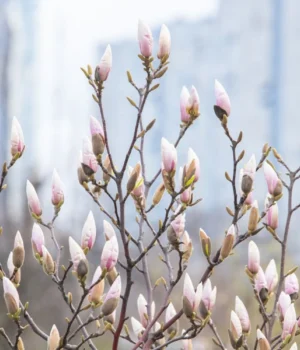 В-Україні-з-початку-передвеликоднього-тижня-змінюватиметься-погода-–-синоптик-дала-прогноз