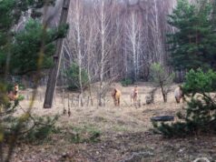 Дика ідилія: як живеться єдиному в світі виду диких коней у Чорнобильській зоні (фото) Дика-ідилія:-як-живеться-єдиному-в-світі-виду-диких-коней-у-Чорнобильській-зоні-(фото)