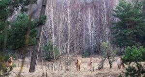 Дика ідилія: як живеться єдиному в світі виду диких коней у Чорнобильській зоні (фото) Дика-ідилія:-як-живеться-єдиному-в-світі-виду-диких-коней-у-Чорнобильській-зоні-(фото)