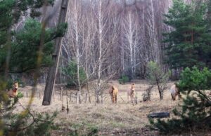 Дика ідилія: як живеться єдиному в світі виду диких коней у Чорнобильській зоні (фото) Дика-ідилія:-як-живеться-єдиному-в-світі-виду-диких-коней-у-Чорнобильській-зоні-(фото)