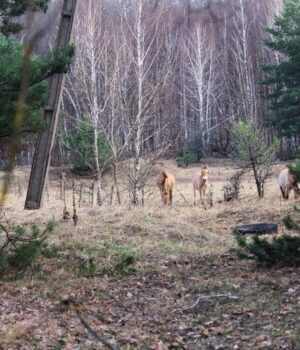 Дика-ідилія:-як-живеться-єдиному-в-світі-виду-диких-коней-у-Чорнобильській-зоні-(фото)