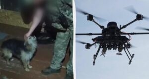 Бійці 14-ї ОМБр за допомогою дрона евакуювали з позиції кота та собаку Бійці-14-ї-ОМБр-за-допомогою-дрона-евакуювали-з-позиції-кота-та-собаку