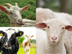 В Україні стартує програма підтримки тваринництва з 7 квітня 2026 року Оголошується-прийом-заявок-на-спеціальні-бюджетні-дотації-для-підтримки-тваринництва