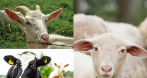 В Україні стартує програма підтримки тваринництва з 7 квітня 2026 року Оголошується-прийом-заявок-на-спеціальні-бюджетні-дотації-для-підтримки-тваринництва