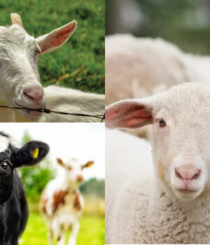 Оголошується-прийом-заявок-на-спеціальні-бюджетні-дотації-для-підтримки-тваринництва