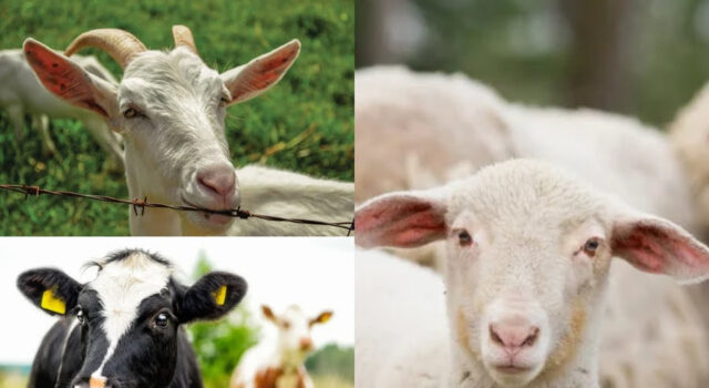 В Україні стартує програма підтримки тваринництва з 7 квітня 2026 року Оголошується-прийом-заявок-на-спеціальні-бюджетні-дотації-для-підтримки-тваринництва