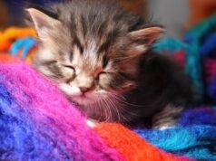 7 квітня в Україні різко похолоднішає: температура впаде по всій країні 7-квітня-в-Україні-різко-похолоднішає:-температура-впаде-по-всій-країні